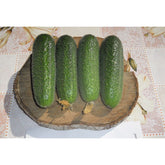 Hectarul - Seminte Castraveti cornichon Metex F1 HEKTAR 100 sem